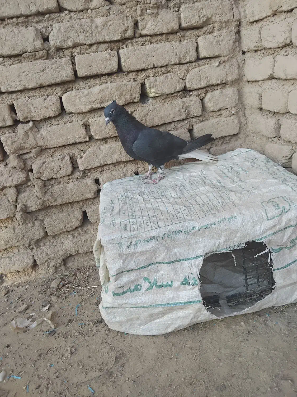 دم سفید ماده|پرنده|دزفول, |دیوار