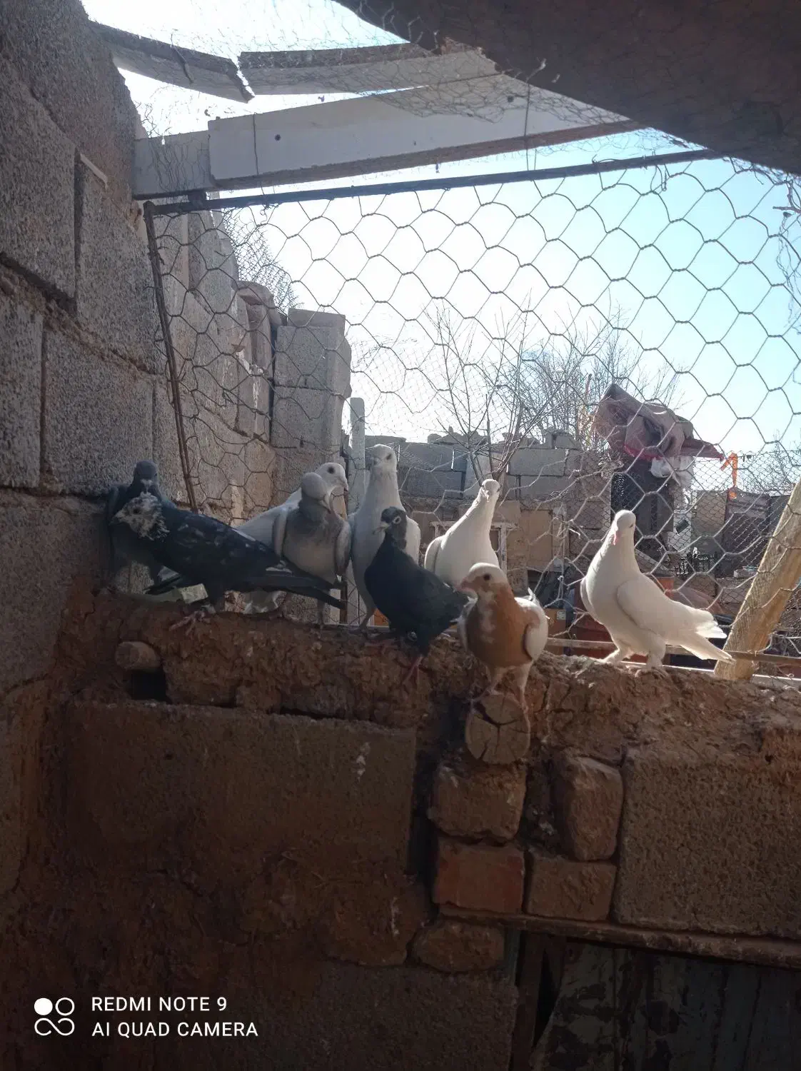 فروش کفتر نر|پرنده|کرمان, |دیوار