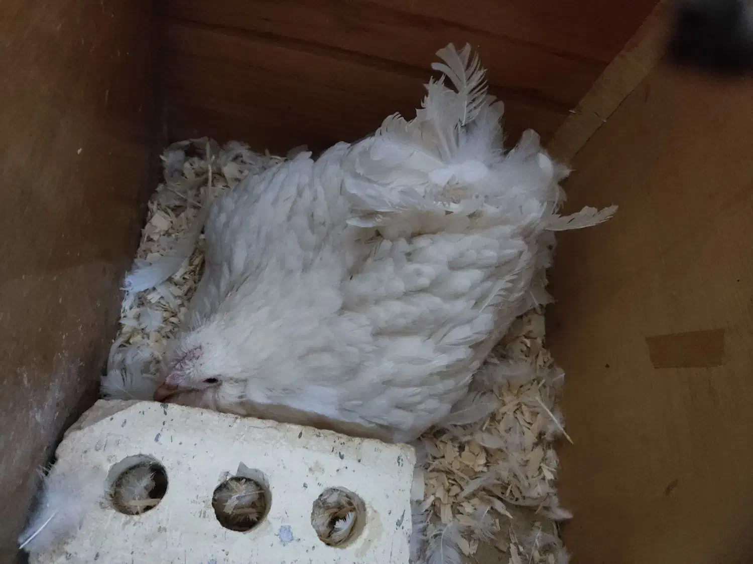 مرغ گلین کرک|حیوانات مزرعه|شیراز, کوشک میدان|دیوار