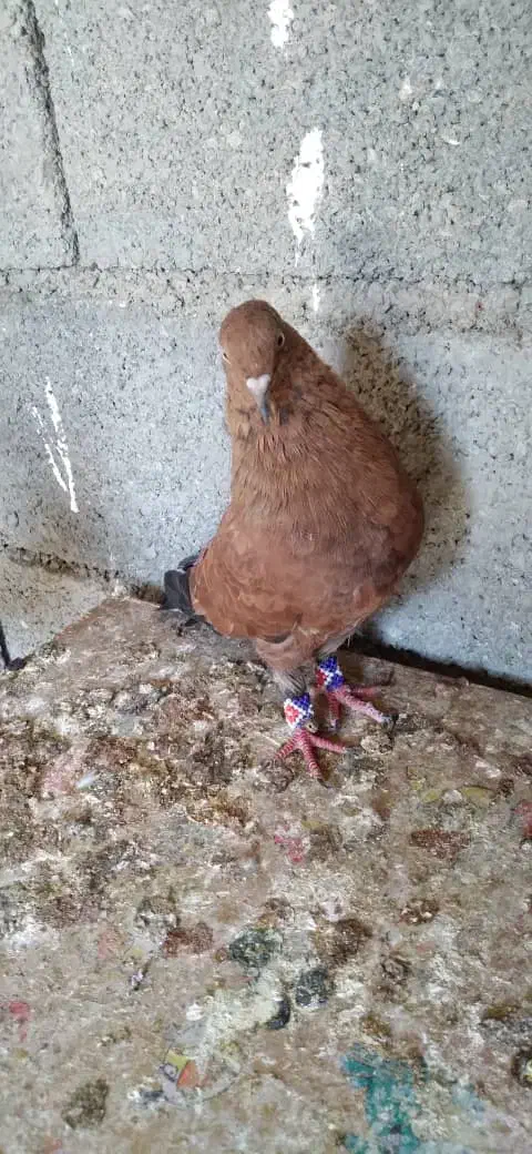 کبوتر کله ایی|پرنده|بندر گناوه, |دیوار