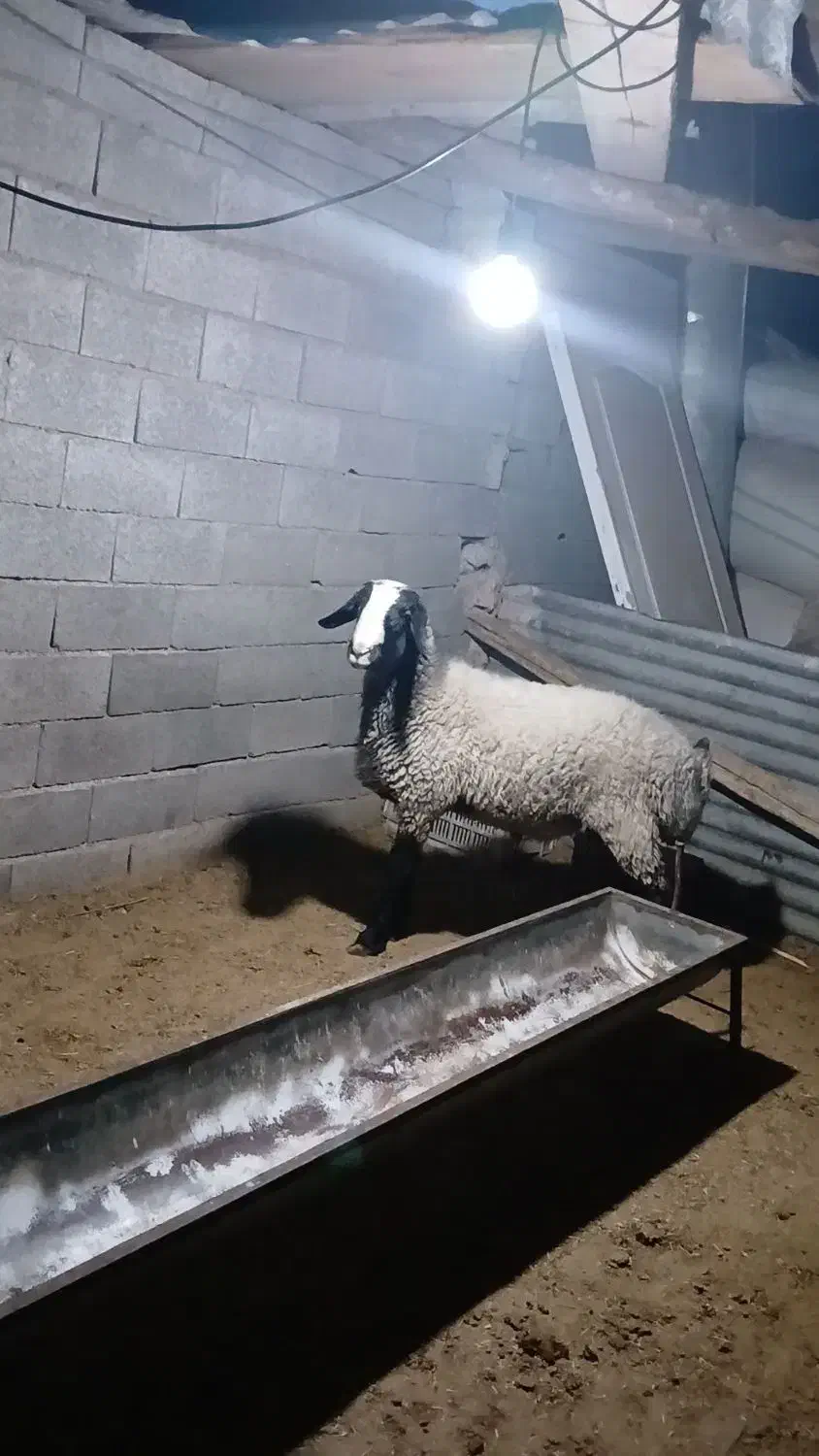 باسلام یک راس بره قوچ نر نژاد شال مست|حیوانات مزرعه|قزوین, |دیوار