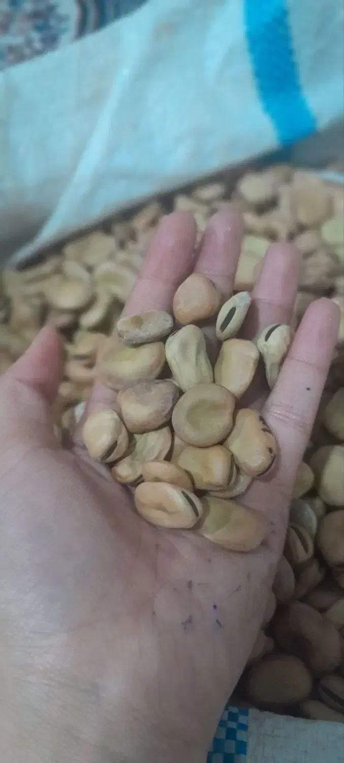 باقالا تمیز زودپز.بذرنداهفت بند|خوردنی و آشامیدنی|خان ببین, |دیوار