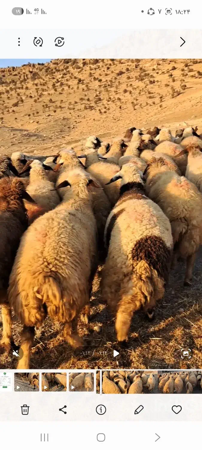 ۳۰راس گوسفند جوان اکثرا شک زوله گلچین مالچه|حیوانات مزرعه|هلیلان, |دیوار