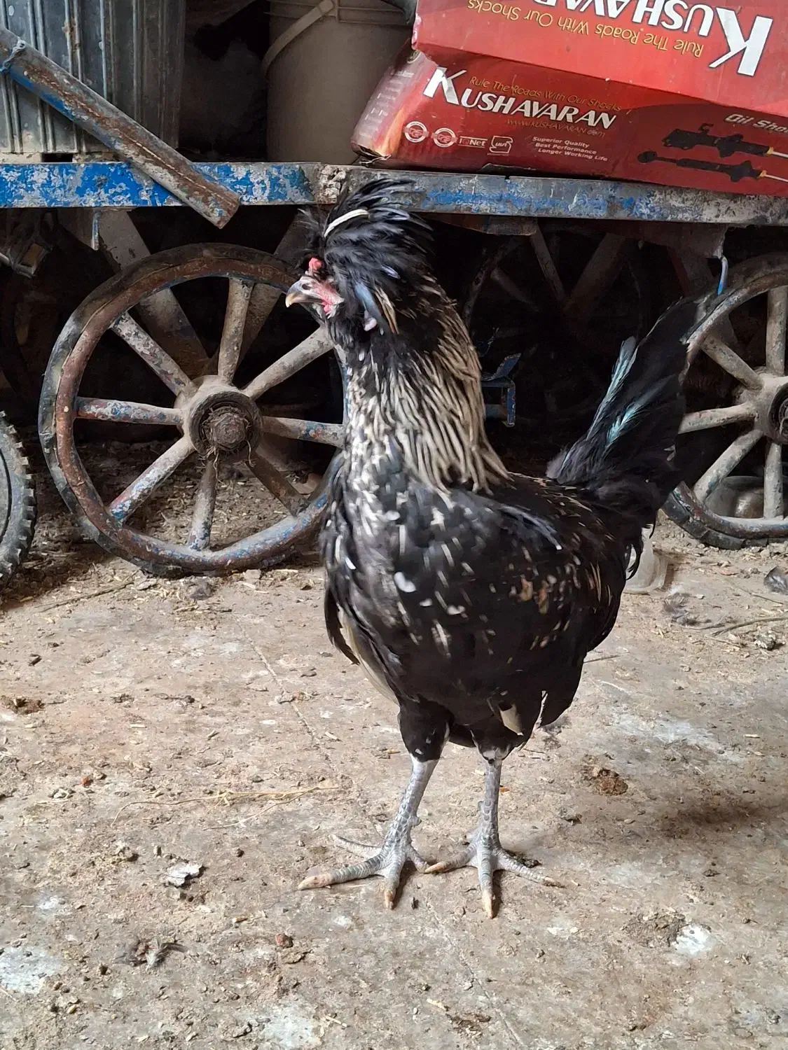 خروس|حیوانات مزرعه|شیراز, حجت آباد|دیوار