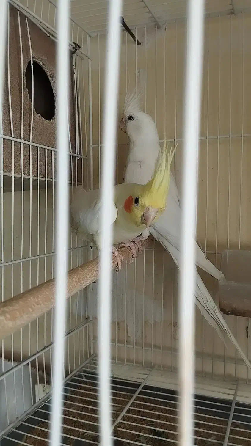 جفت عروس هلندی چشم شرابی|پرنده|مشهد, هدایت|دیوار