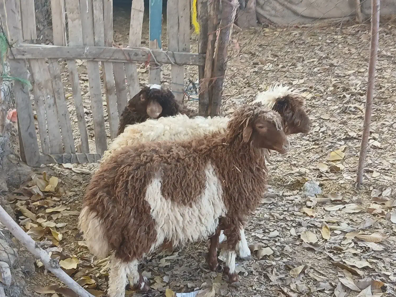 ۳عدد بره|حیوانات مزرعه|ملکشاهی, |دیوار