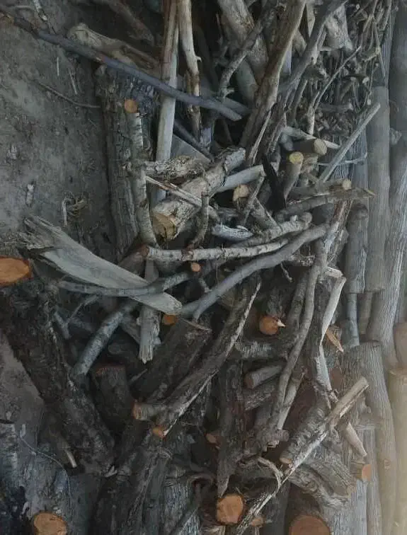 خریدوبرش چوب ضایعات ازجمله صنوبر هلو سیب وموانگور|خدمات باغبانی و درختکاری|ملکان, |دیوار