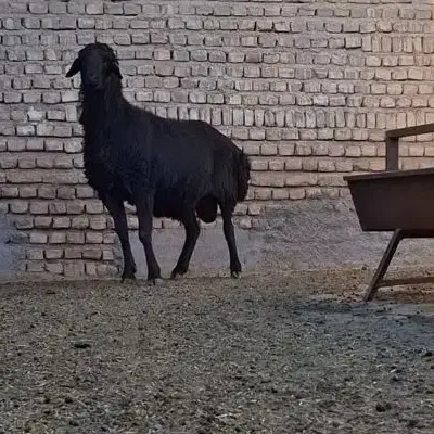 اصل قوچ اینجاس|حیوانات مزرعه|پاکدشت, حصار امیر|دیوار