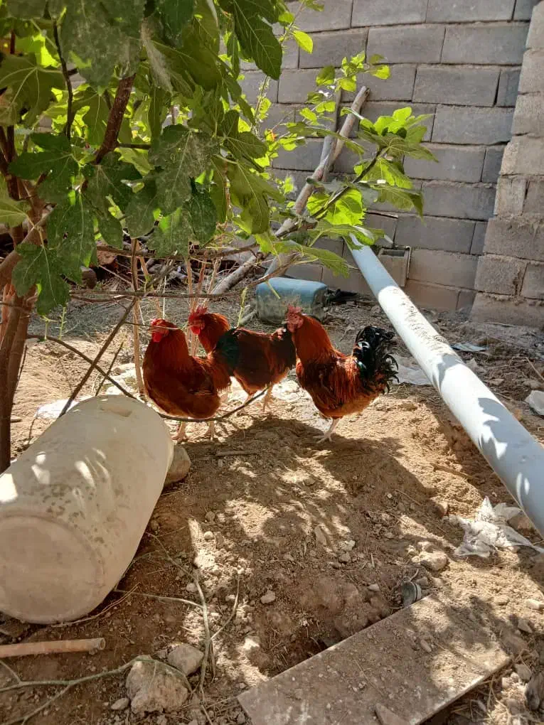 خروس محلی رسمی وسالم|حیوانات مزرعه|تنکمان, |دیوار