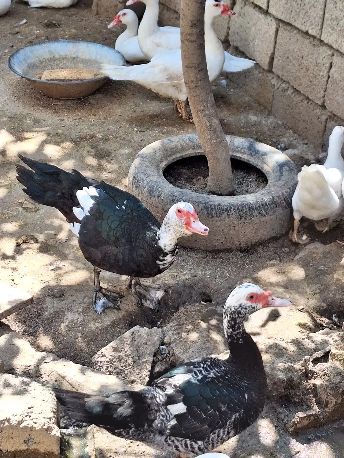 فروش اردک روسی نر و ماده زنده|حیوانات مزرعه|دابودشت, |دیوار