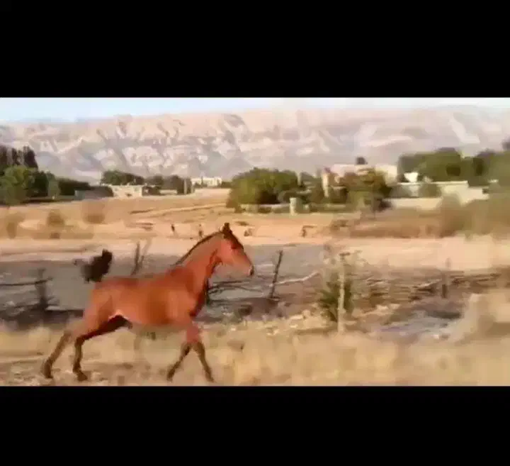 کره مادیان درجه یک وآینده دار|اسب و تجهیزات اسب‌سواری|یاسوج, |دیوار