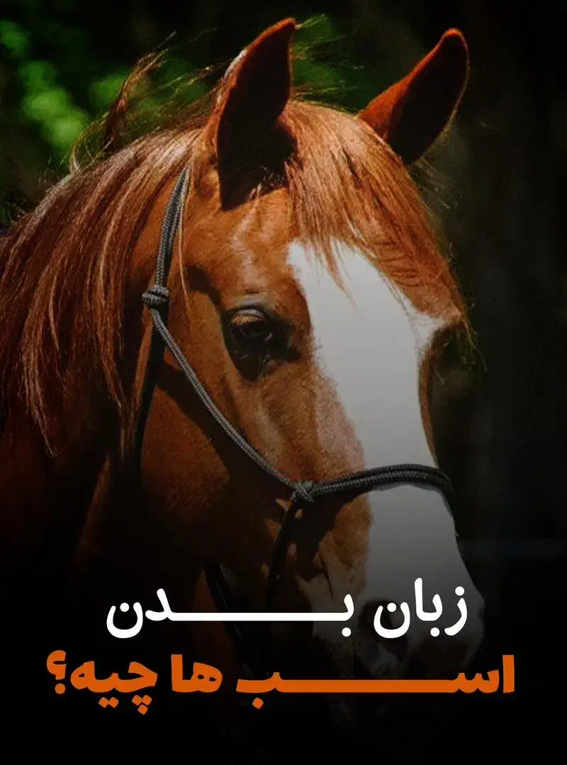 فروش تعدادی اسب همه شجره دار|اسب و تجهیزات اسبسواری|خمینیشهر, |دیوار