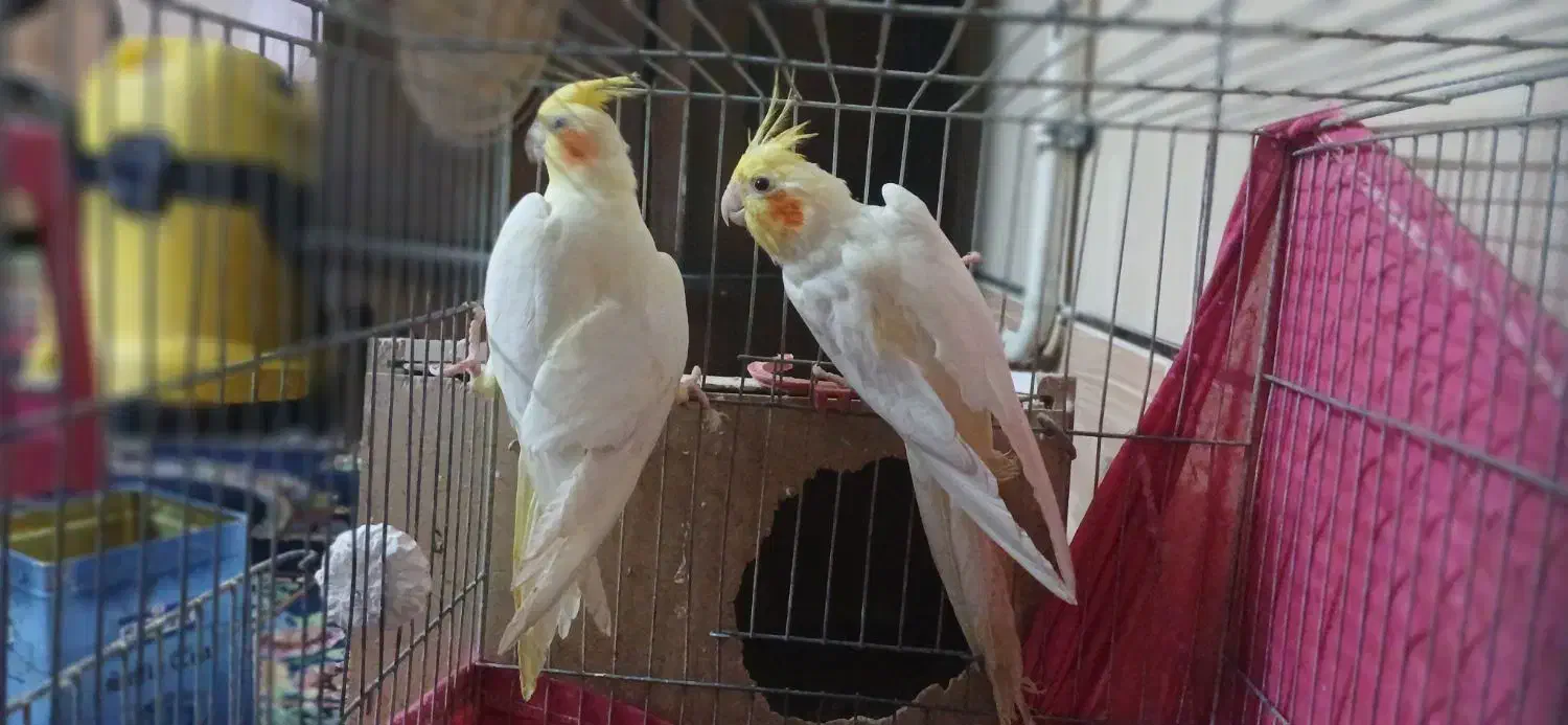 جفت عروس بالق|پرنده|سیرجان, |دیوار