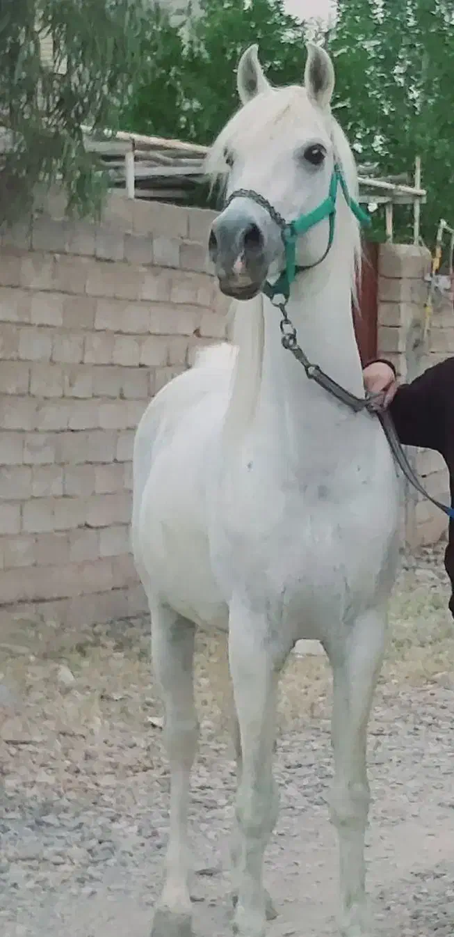 کره مادیون عرب یکسر|اسب و تجهیزات اسب‌سواری|ماهان, |دیوار