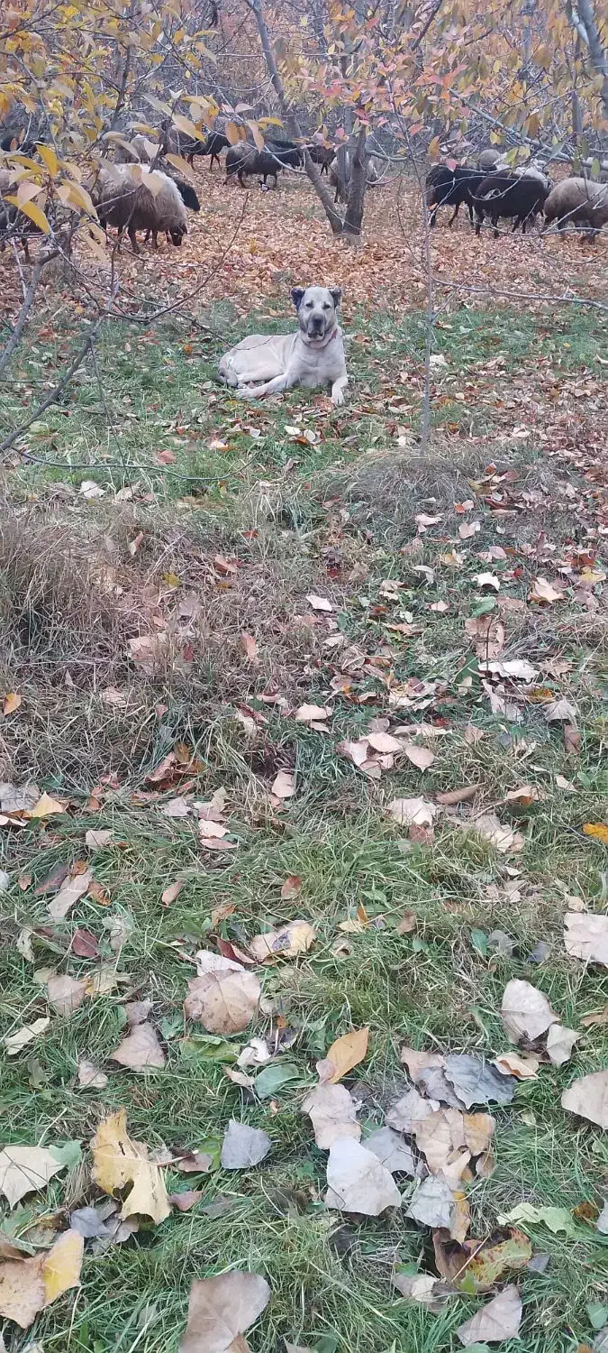 سگ سرابی گله ای و نگهبانی|سگ|فیرورق, |دیوار