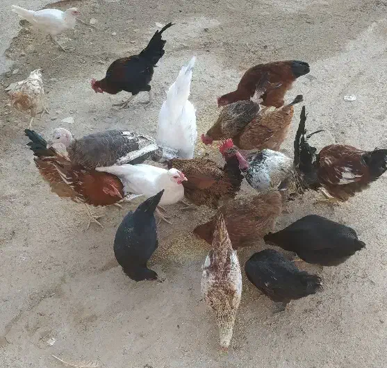 چند عدد مرغ و خروس|حیوانات مزرعه|زاگرس, |دیوار