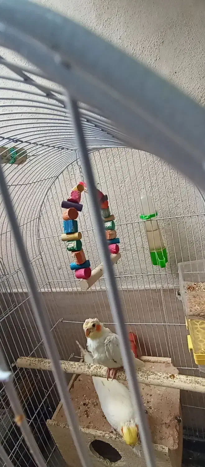 جوجه عروس|پرنده|رشت, حمیدیان|دیوار