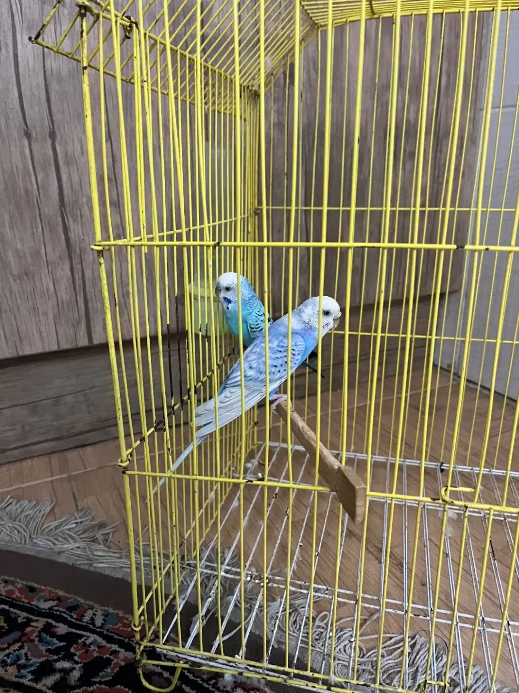 مرغ عشق جفت|پرنده|گرگان, |دیوار