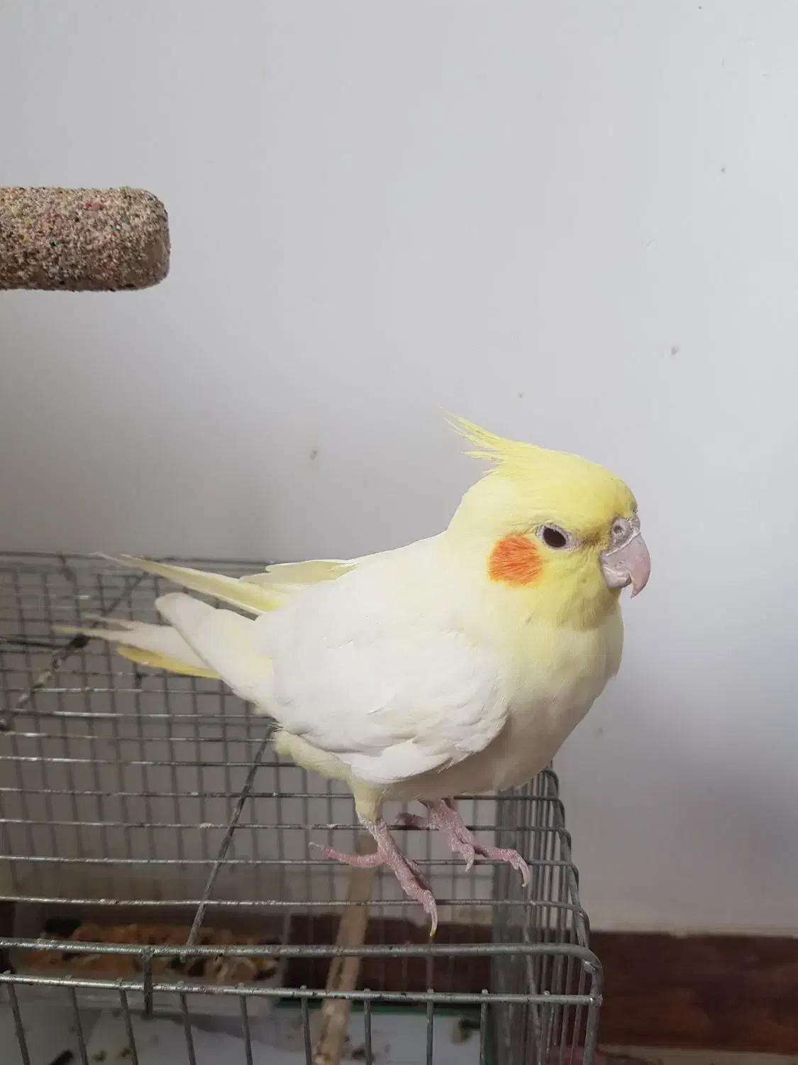 عروس هلندی نر و ماده|پرنده|کیاشهر, |دیوار