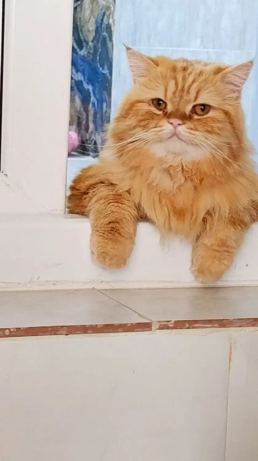 گربه پرشین|گربه|تربت‌حیدریه, شهرک ولیعصر|دیوار