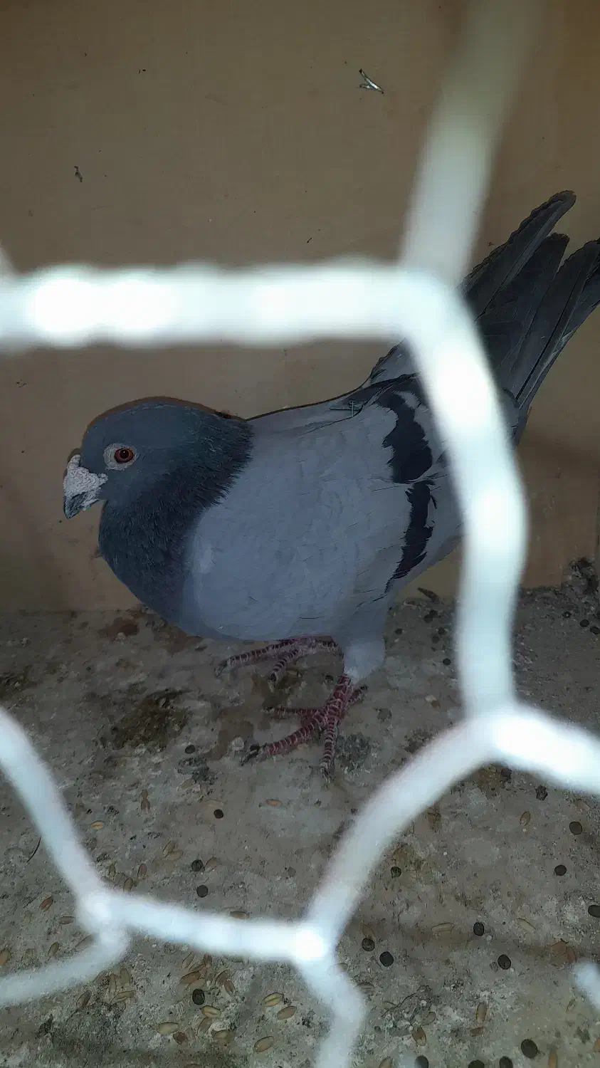 کفتر المانی|پرنده|بومهن, |دیوار