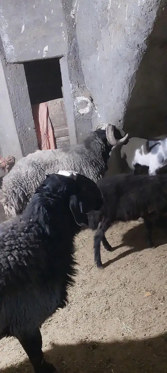 دو عدد قوچ شالی|حیوانات مزرعه|خرقان, |دیوار