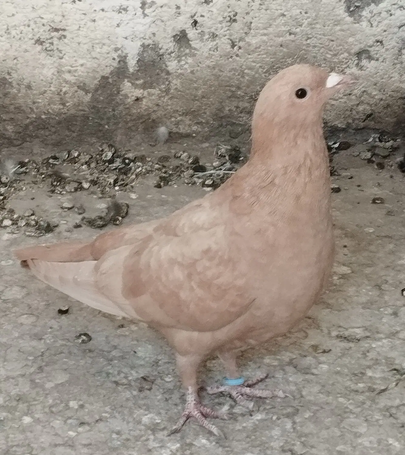 ماده زرد|پرنده|رفسنجان, |دیوار
