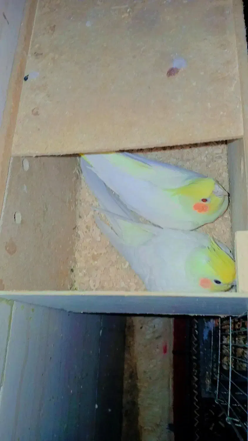 جفت عروس مولد|پرنده|سوسنگرد, |دیوار