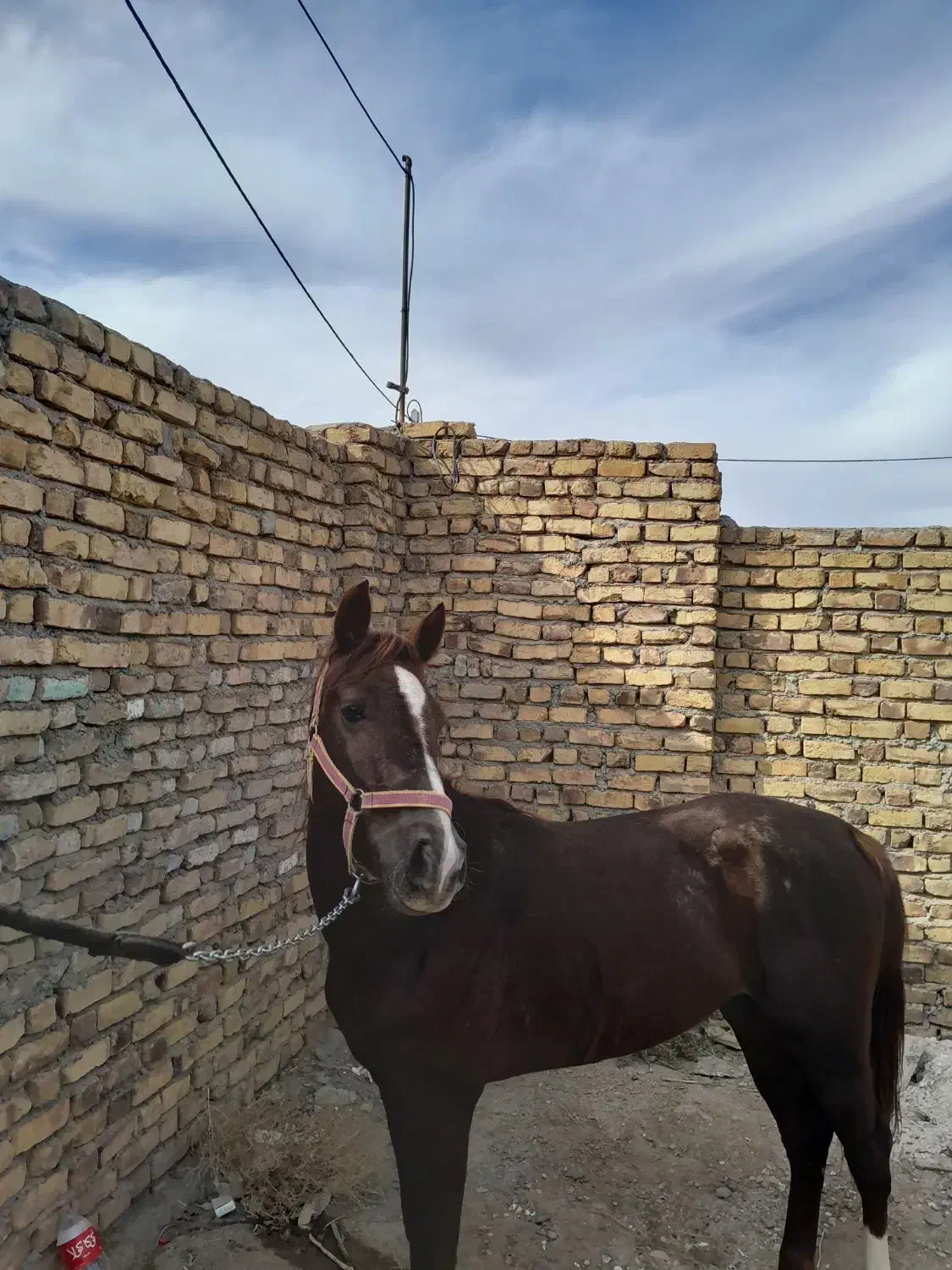 اسب نریون|اسب و تجهیزات اسب‌سواری|گناباد, |دیوار