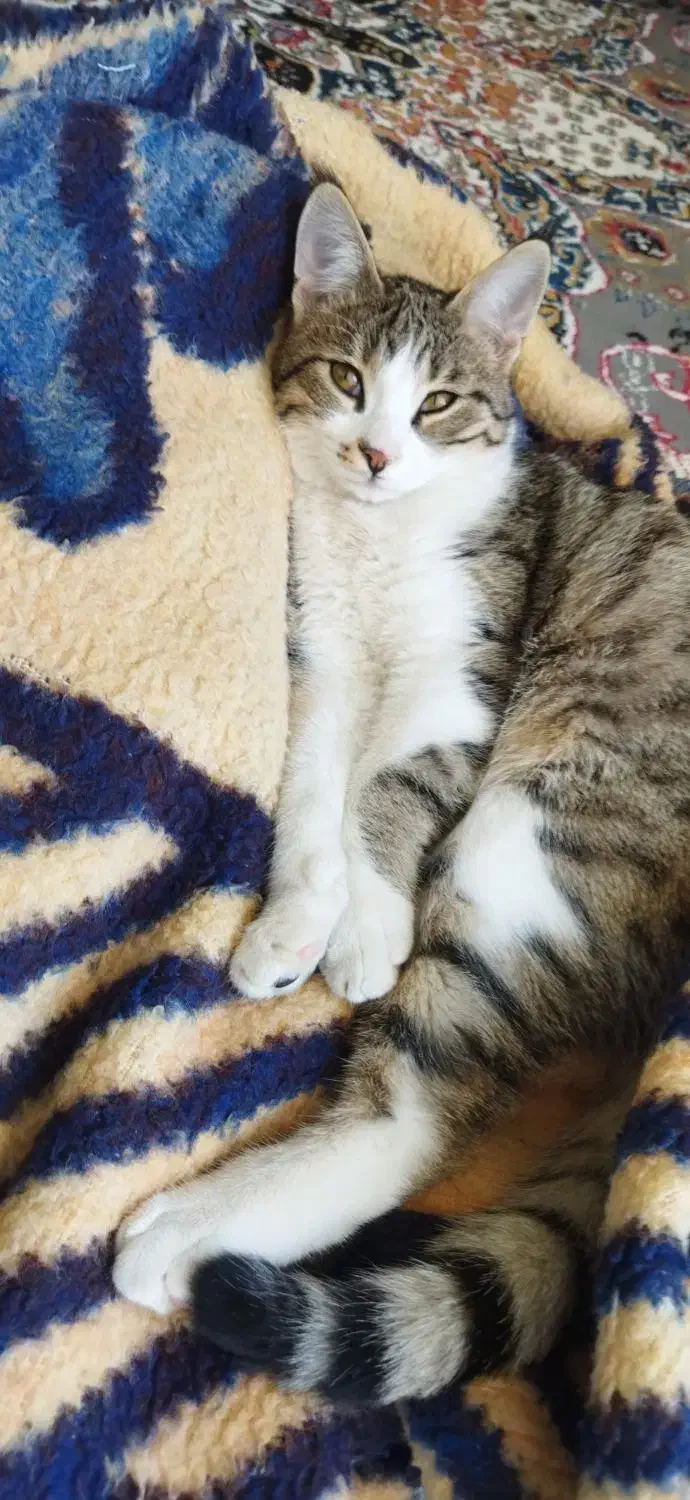 واگذاری|گربه|آباده, |دیوار