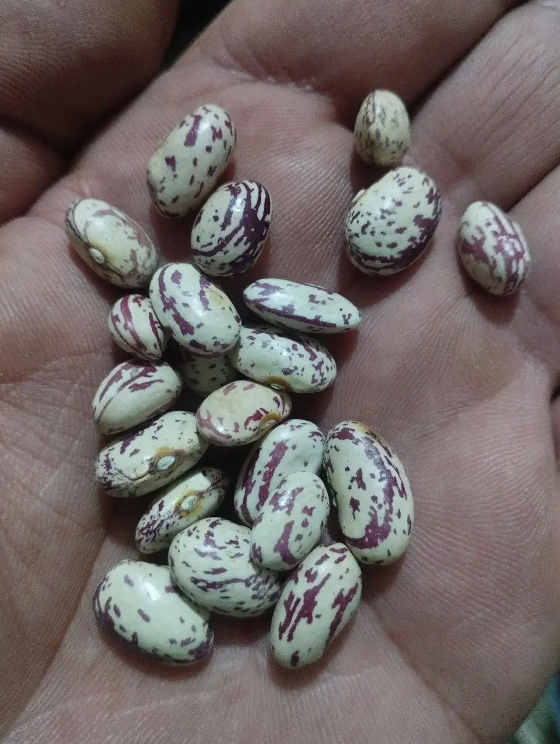 لوبیا چیتی|خوردنی و آشامیدنی|سراب, |دیوار