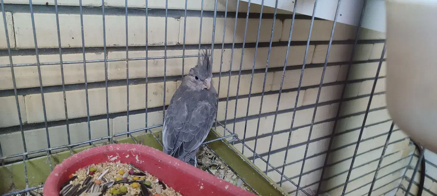 جوجه عروس هلندی|پرنده|فرخ‌شهر, |دیوار