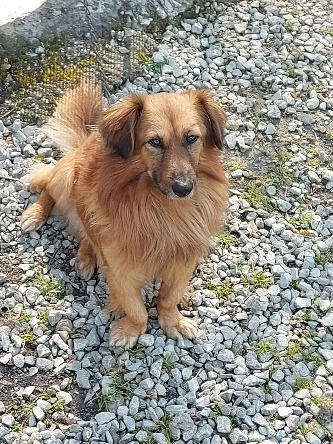 اشپیتز نر|سگ|نوشهر, |دیوار