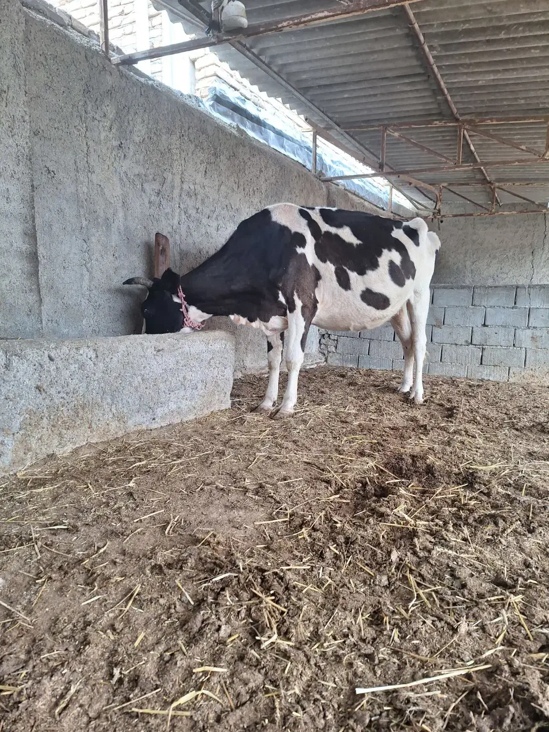 گاو ۷ ماه آبستن هلشتاین|حیوانات مزرعه|سیمین شهر, |دیوار