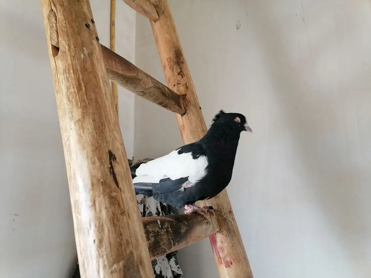 کلاغ سیاه یه کت سفید|پرنده|شاندیز, |دیوار