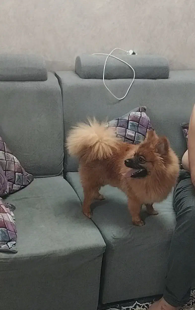 فروش سگ پامر|سگ|سمنان, |دیوار