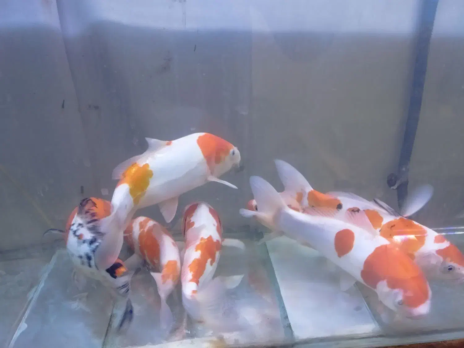 انواع ماهی کپور رنگی امور و کوی رنگارنگ|ماهی|تهران, وردآورد|دیوار