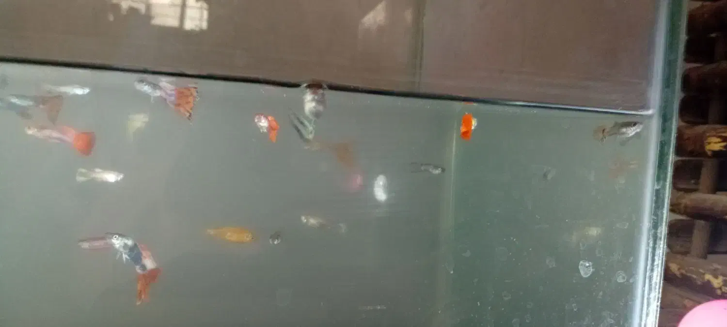 ماهی گپی|ماهی|مشهد, شهرک شیرین|دیوار