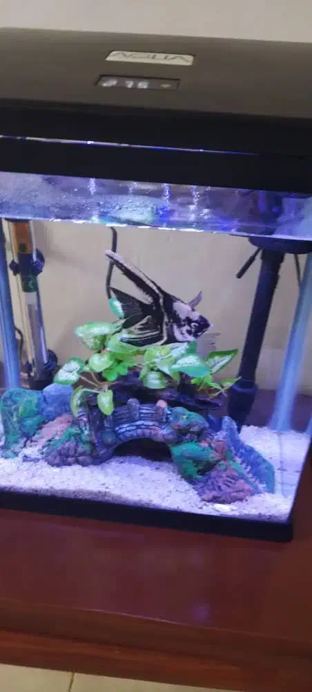 اکواریوم کوچک|ماهی|نائین, |دیوار