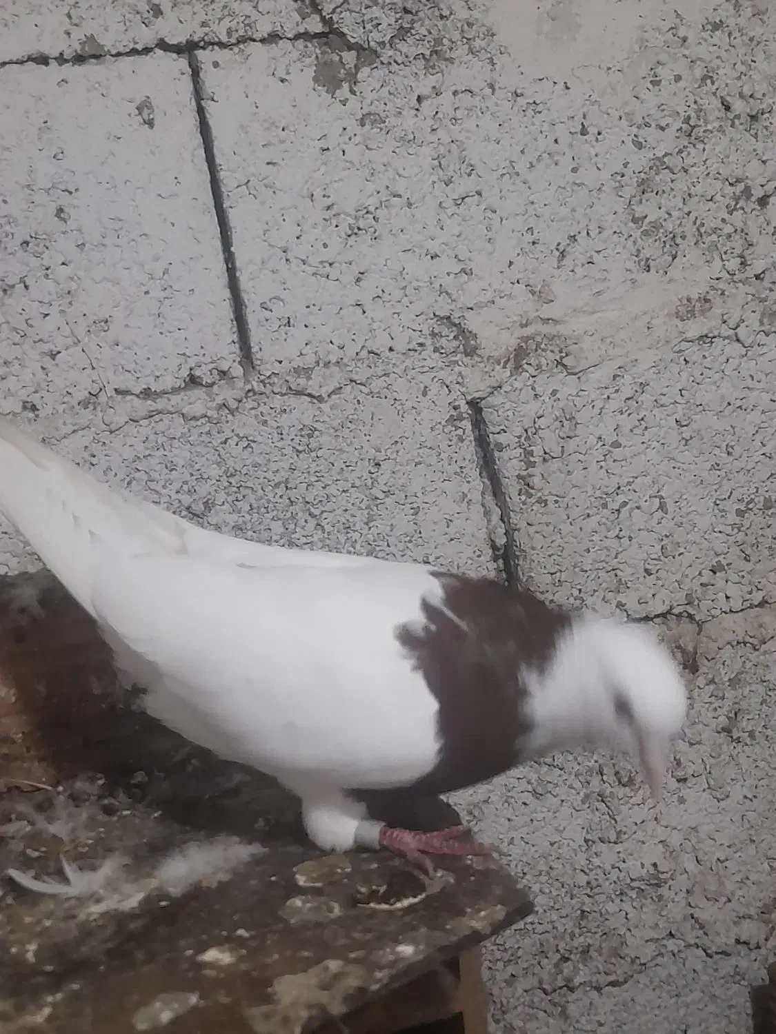 کفتر طوقی سرخ نر بدون غلط عروسک معاوظه با زاغ نر|پرنده|قائم‌شهر, |دیوار