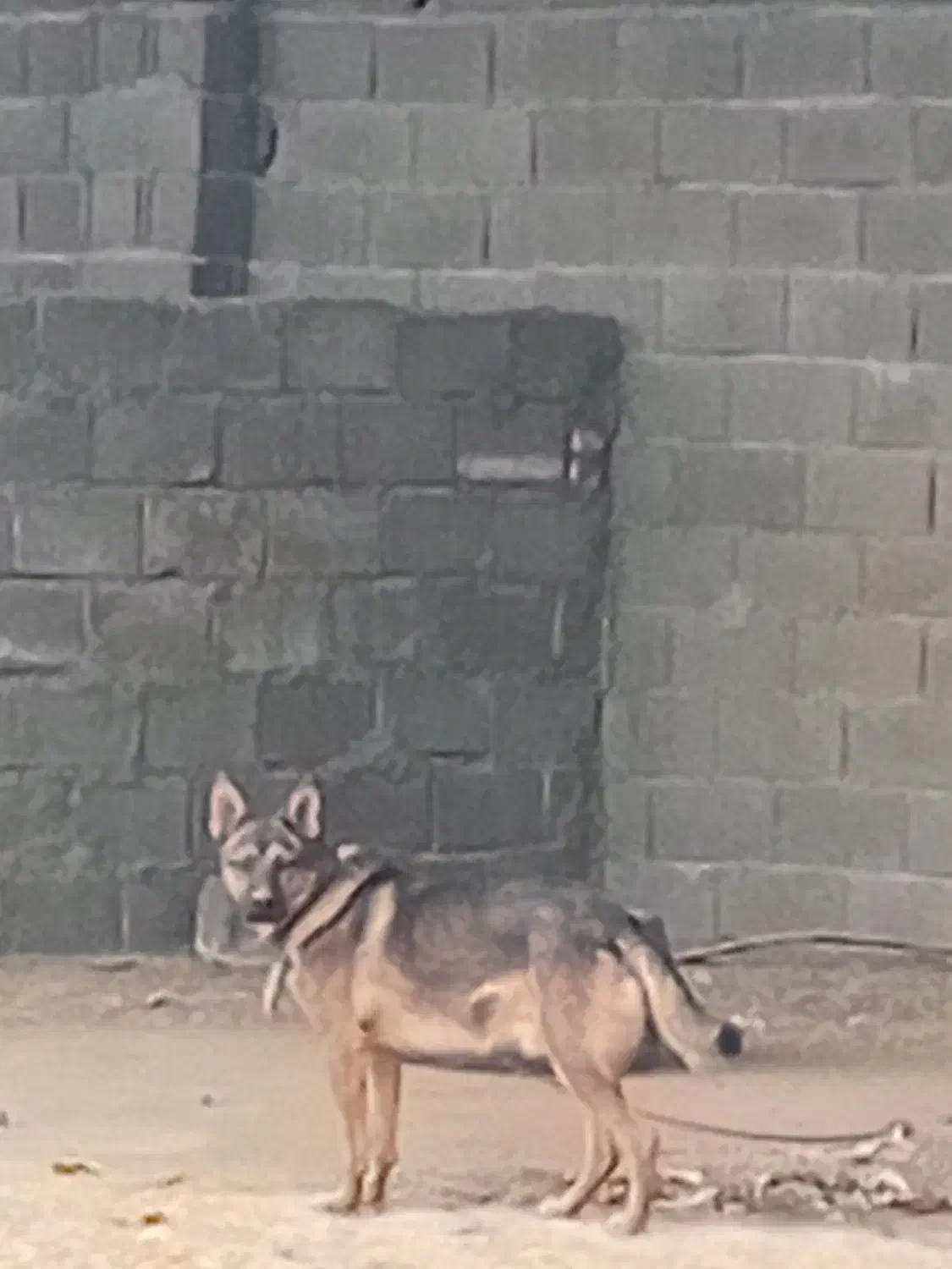 سگژرمن|سگ|اصفهان, بهارستان|دیوار