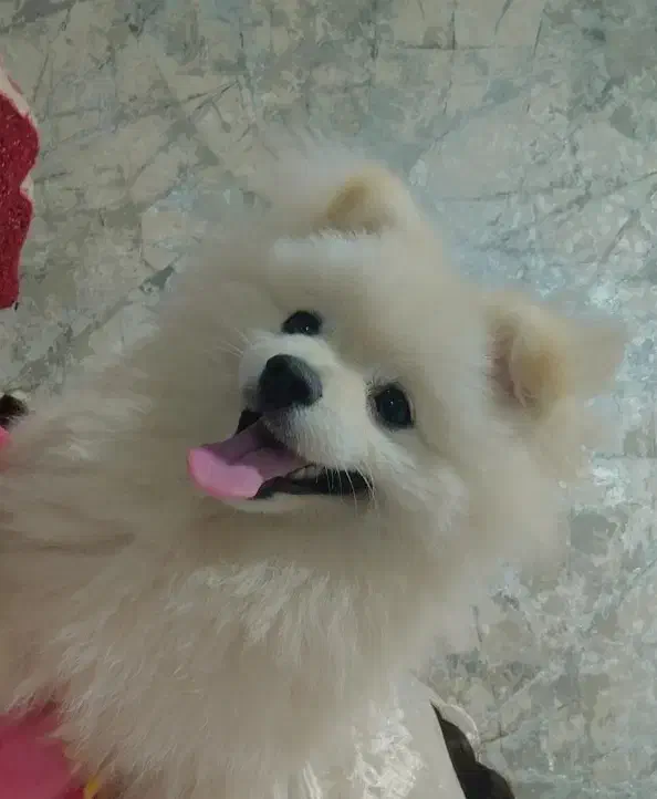 سگ پامرانین اکراینی اصیل نر ، دنبال یک ماده|سگ|مشهد, کوشش|دیوار