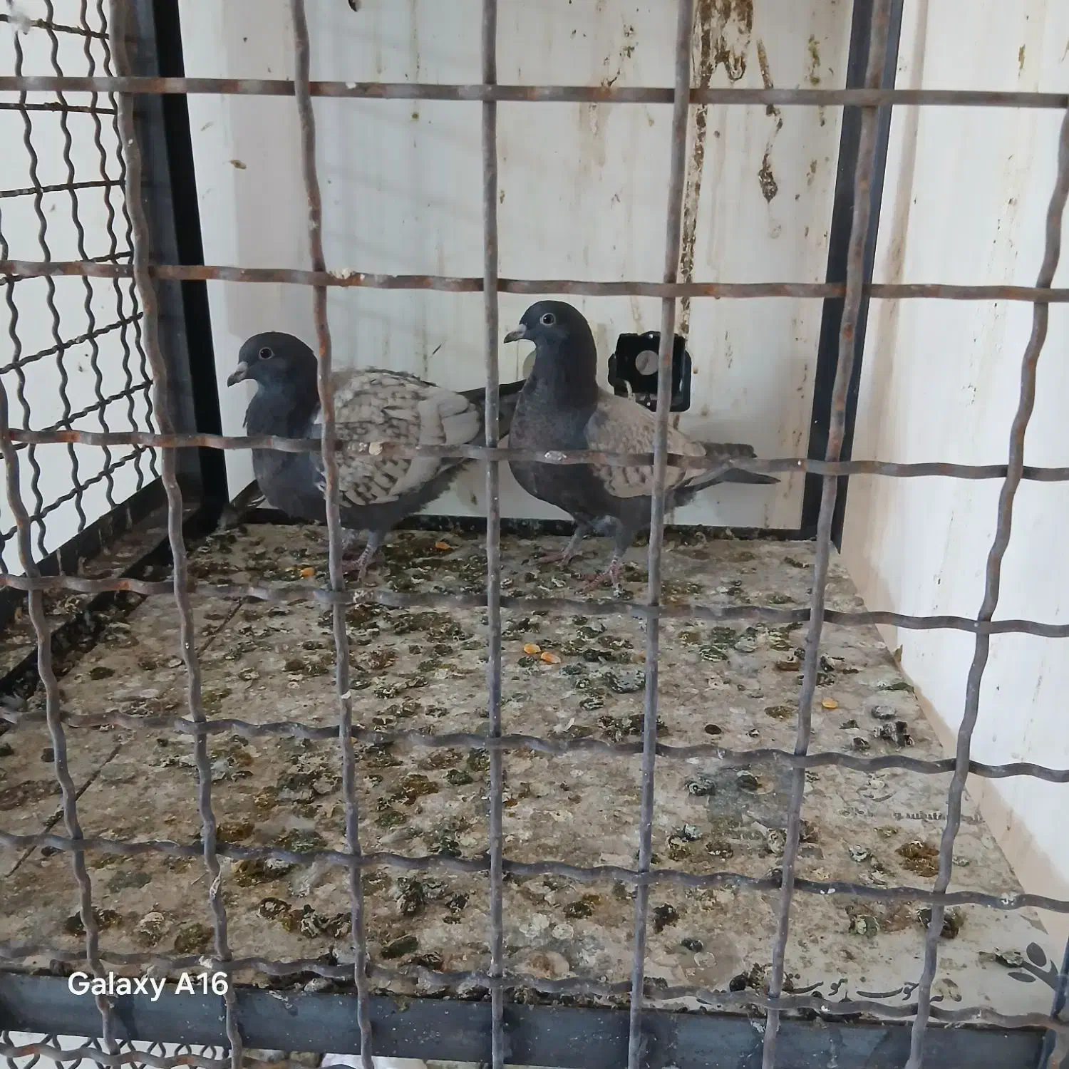 سلام ۴جفت جوجه درجه یک|پرنده|چناران, |دیوار