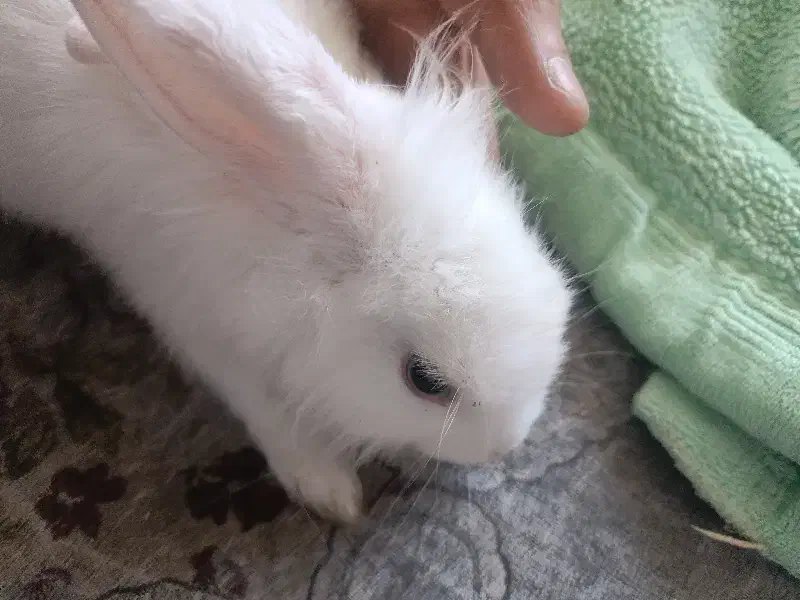 خرگوش|موش و خرگوش|شیراز, کرونی(خاتونک)|دیوار