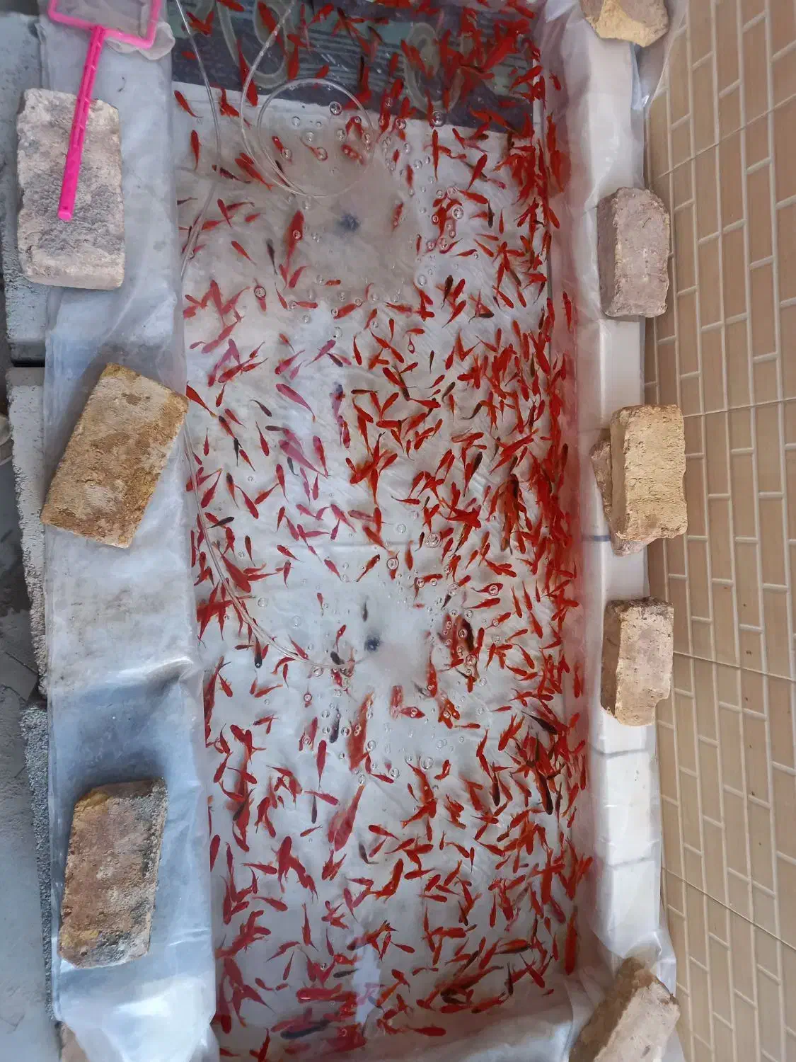 ماهی عی.د|ماهی|زارچ, |دیوار