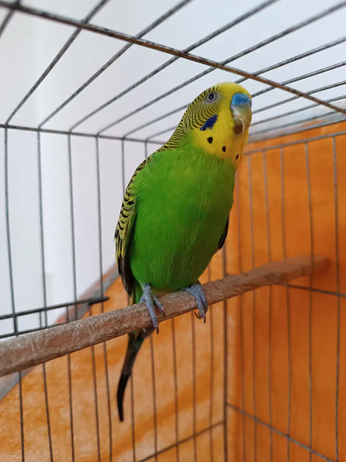 مرغ عشق نر مست و سرحال|پرنده|رشت, پل تالشان|دیوار