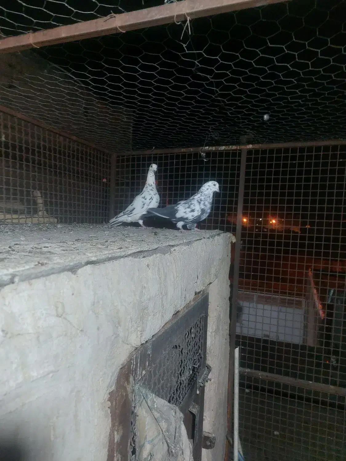 کبوتر|پرنده|بیرجند, |دیوار