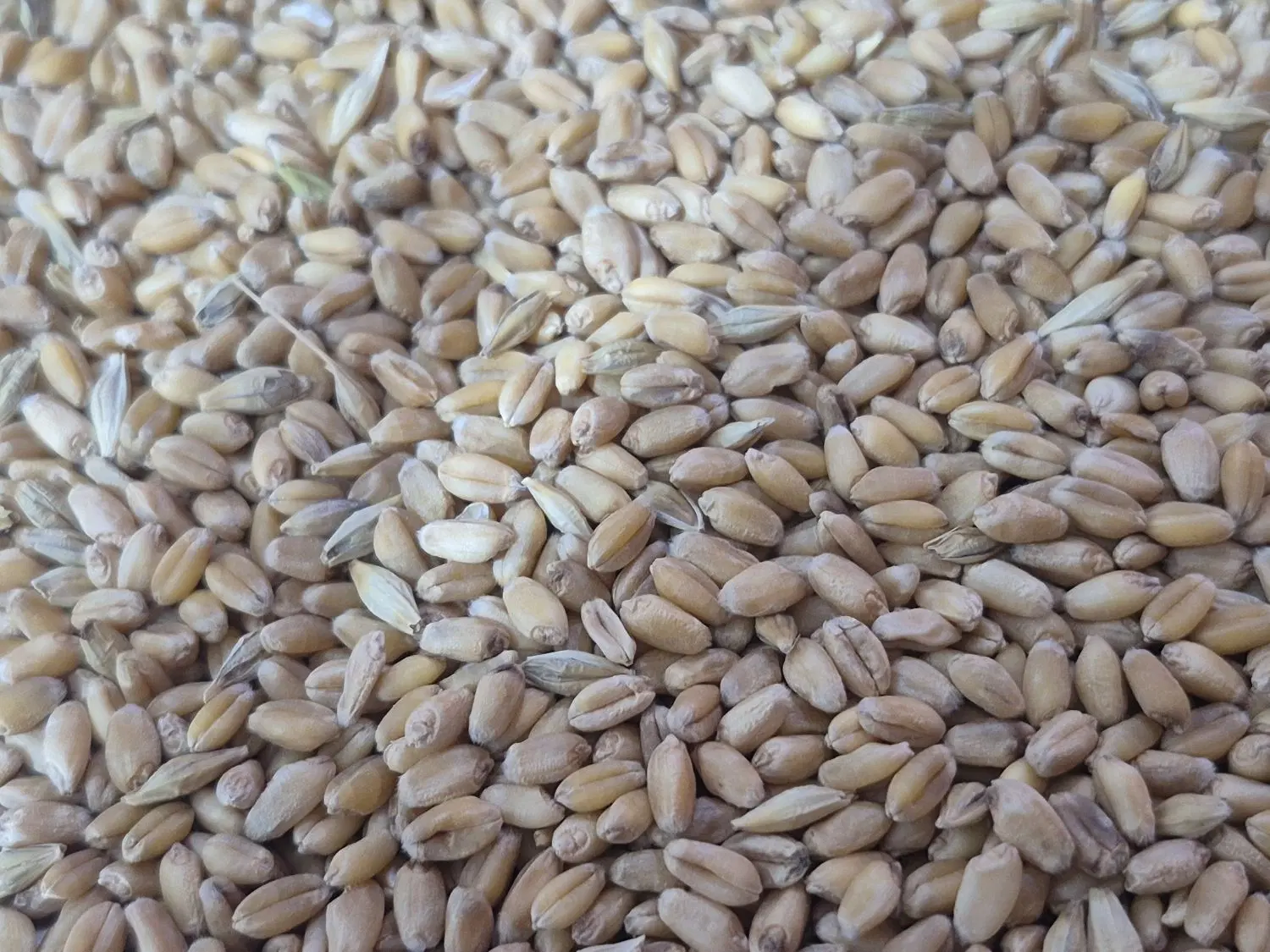 گندم|خدمات باغبانی و درختکاری|شادگان, |دیوار