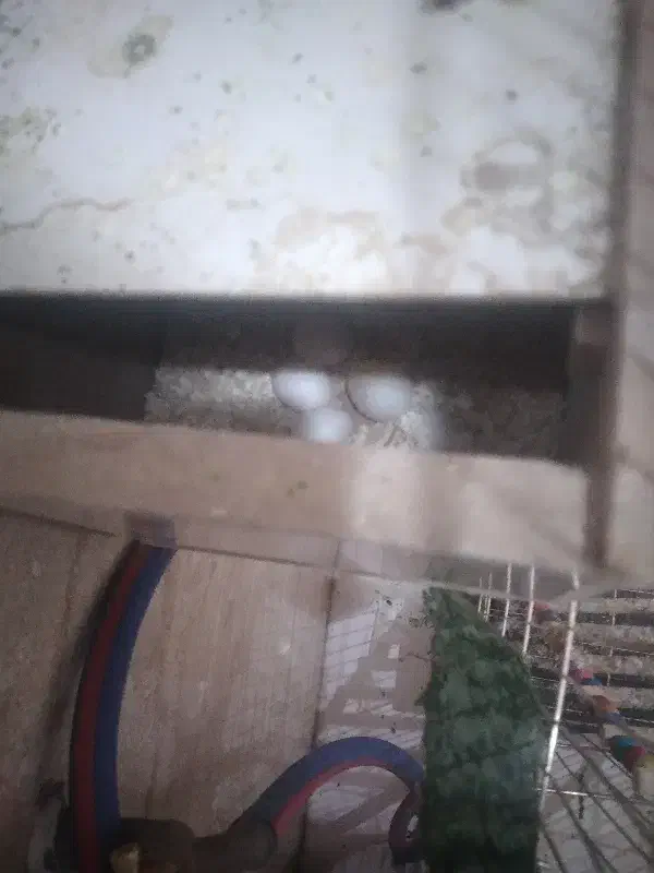 فروش عروس هلندی|پرنده|شاهین‌شهر, شهرک پردیس|دیوار