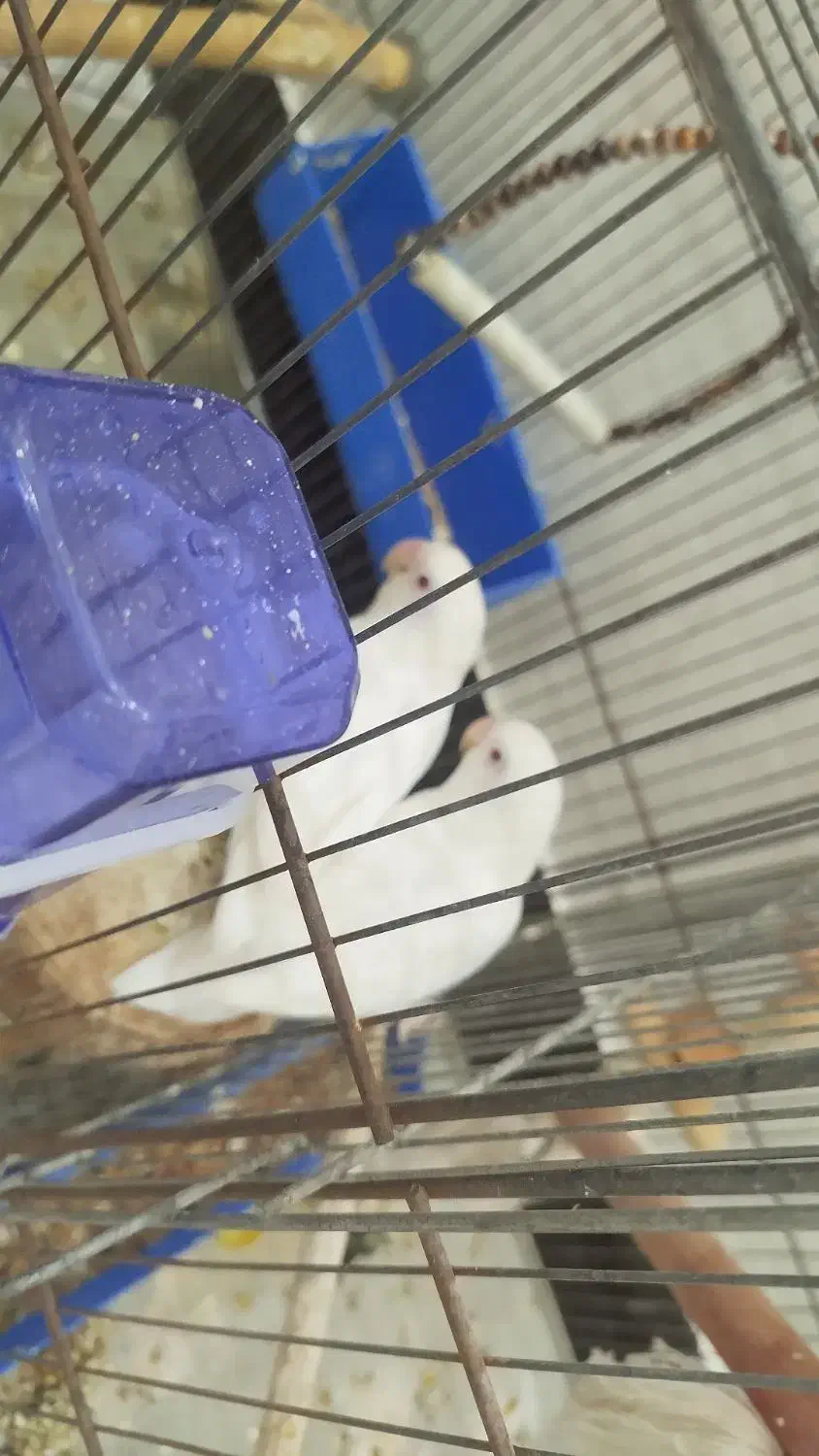 کوتوله برزیلی و عروس مولد|پرنده|بندر ماهشهر, |دیوار